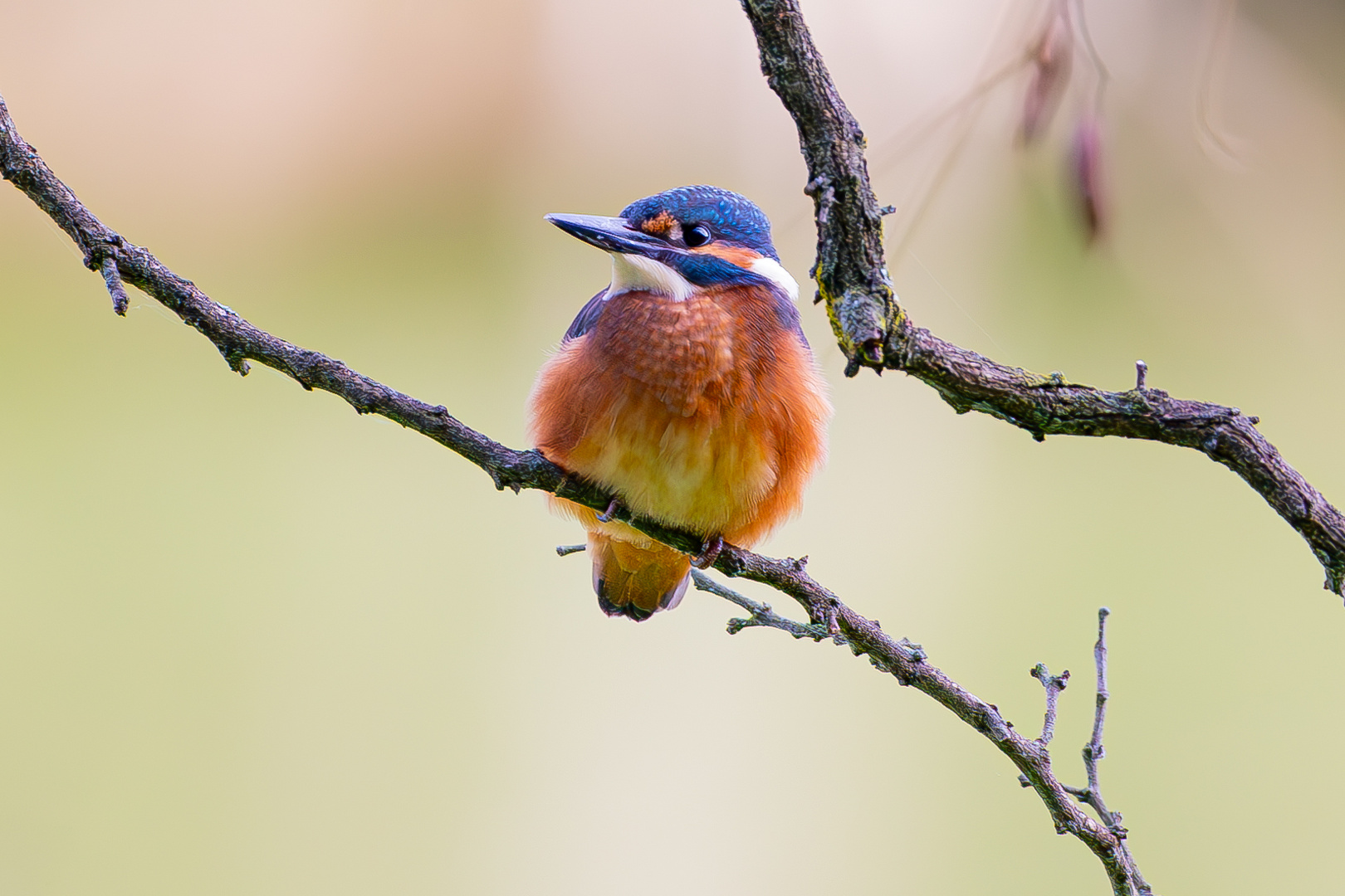 Eisvogel