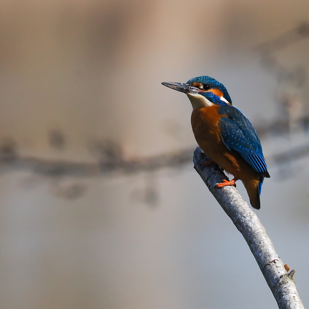 Eisvogel