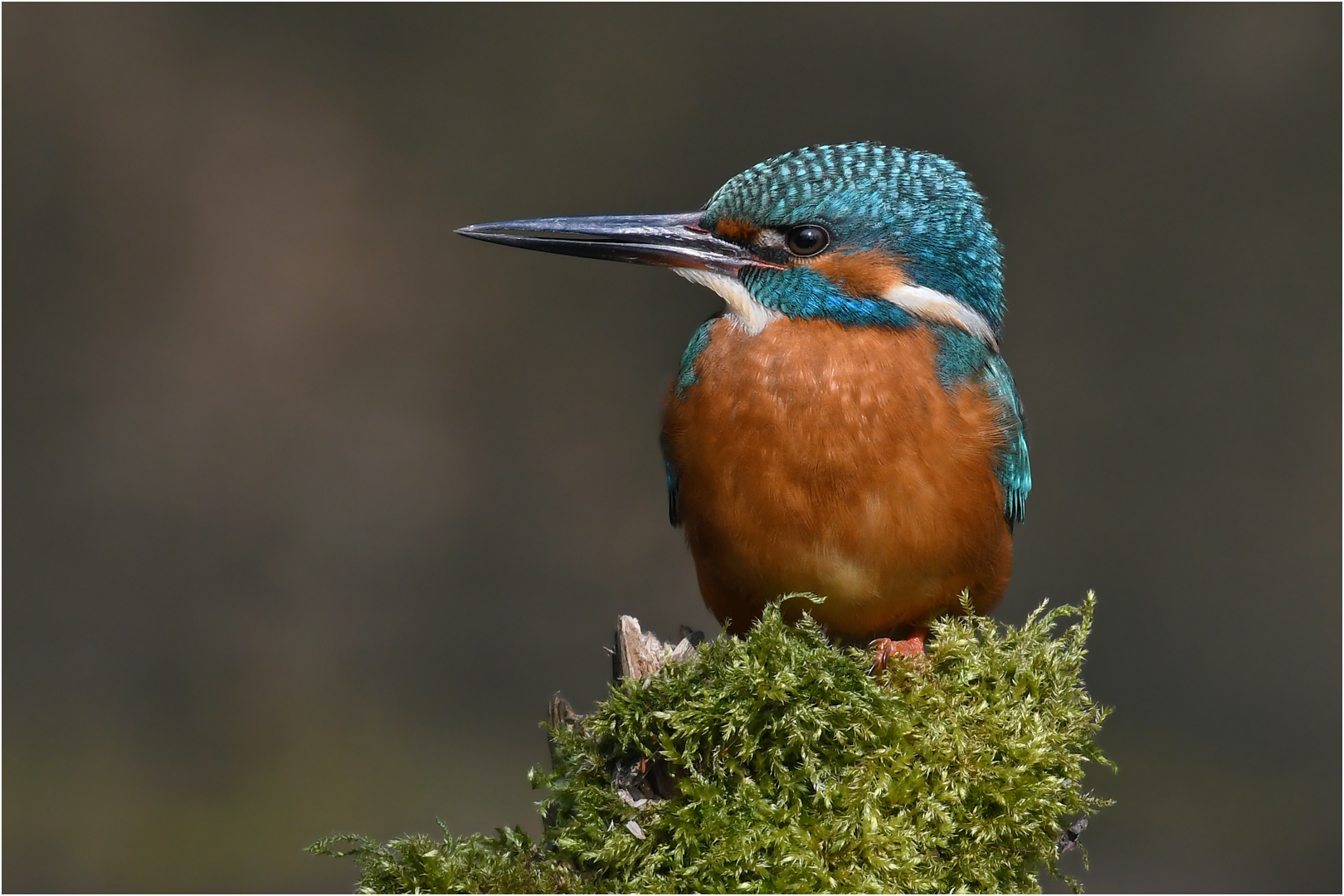 Eisvogel