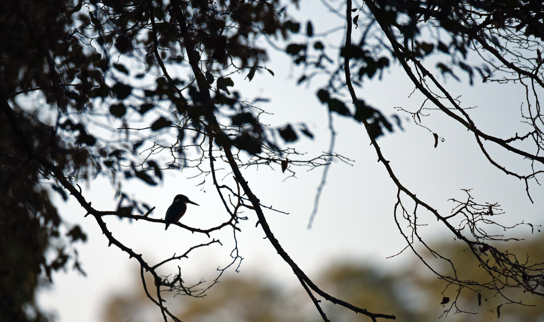 Eisvogel