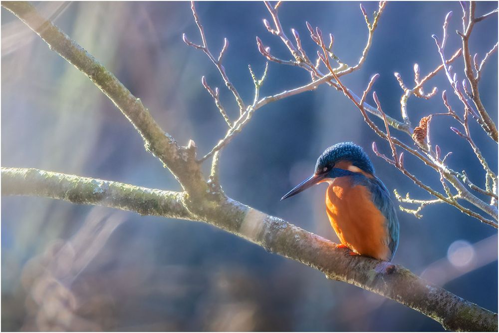 Eisvogel