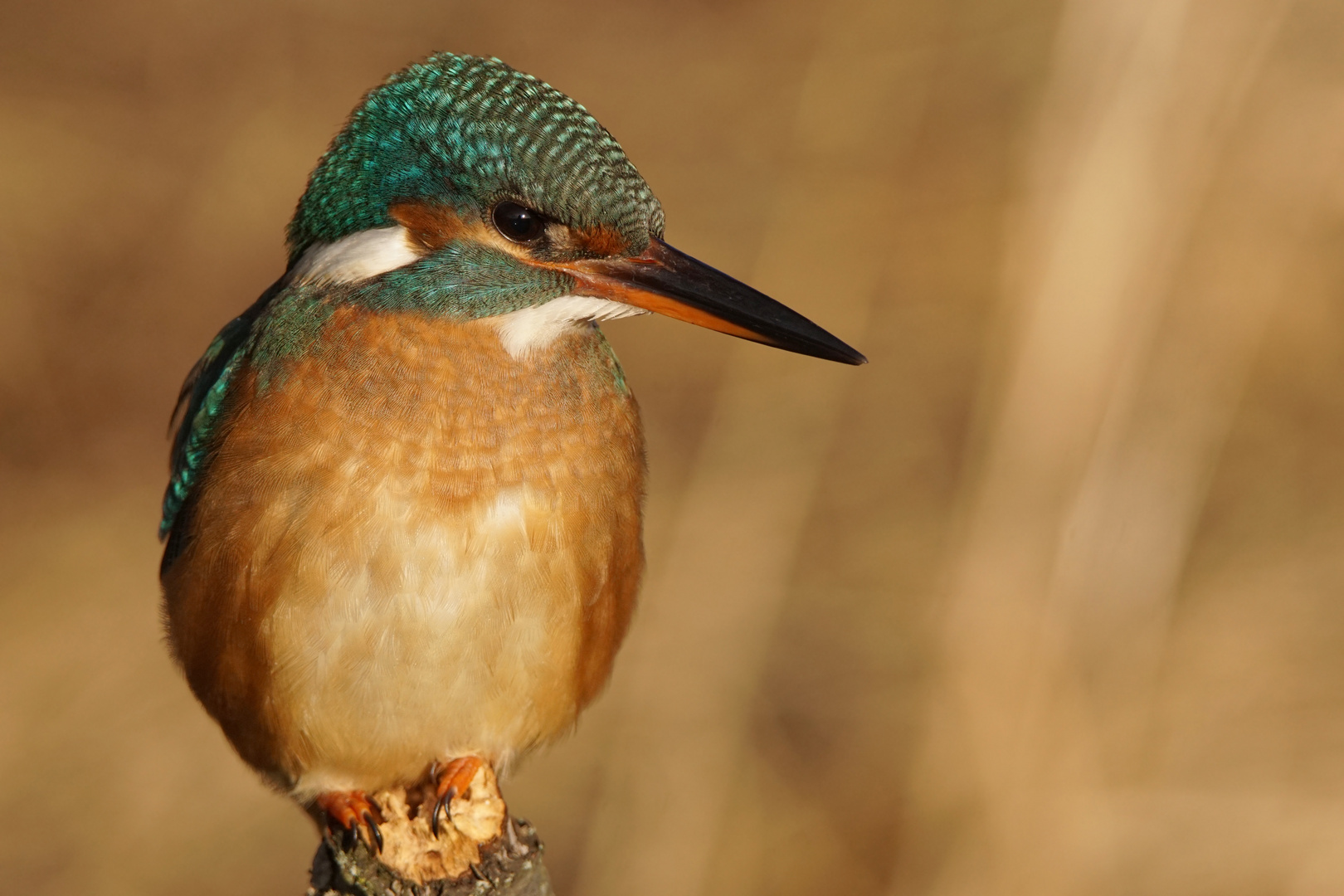 Eisvogel