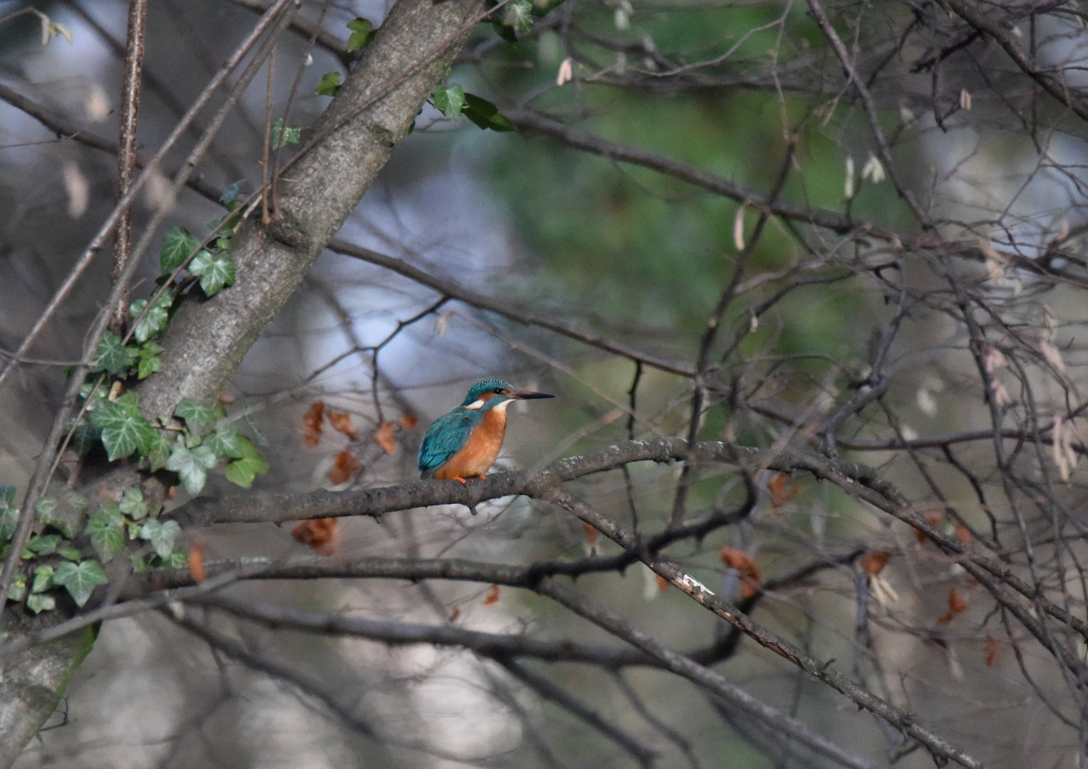 Eisvogel