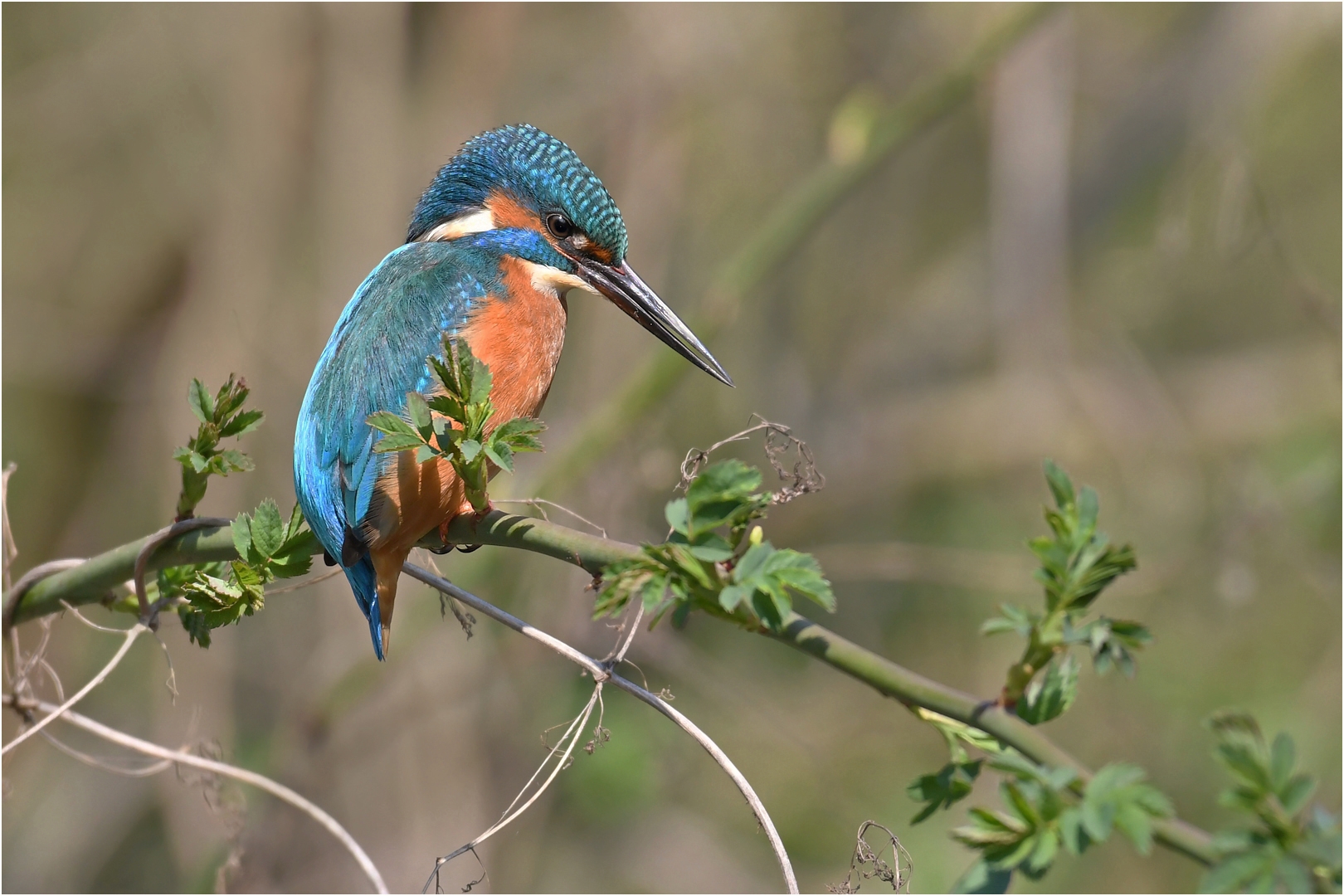 Eisvogel