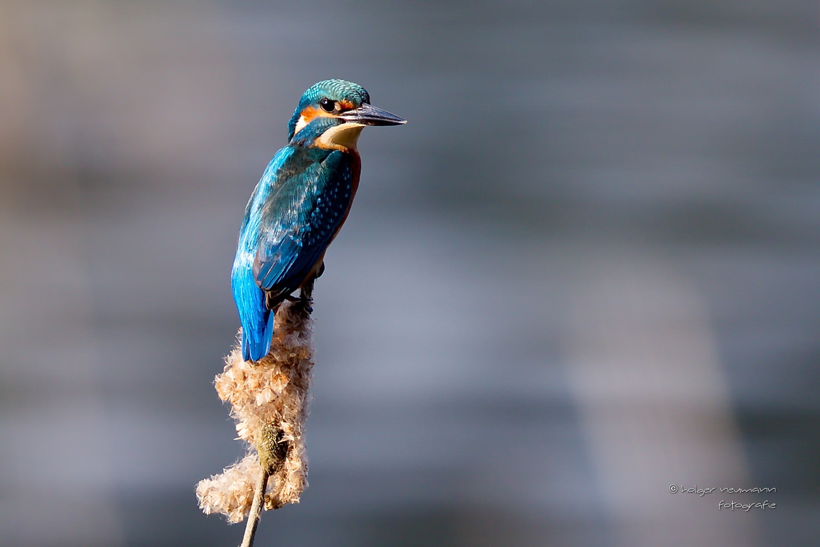 Eisvogel