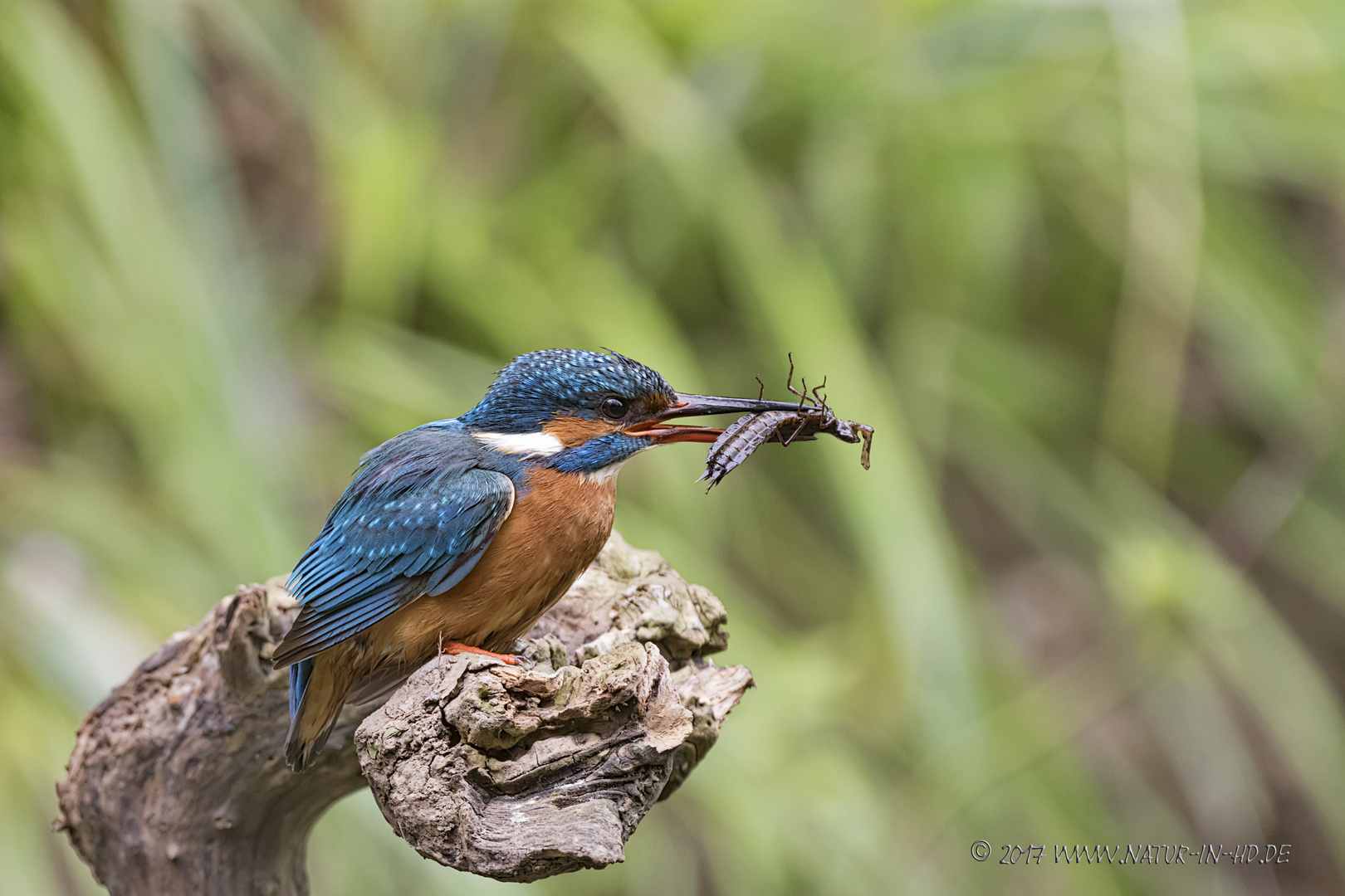 Eisvogel . . .