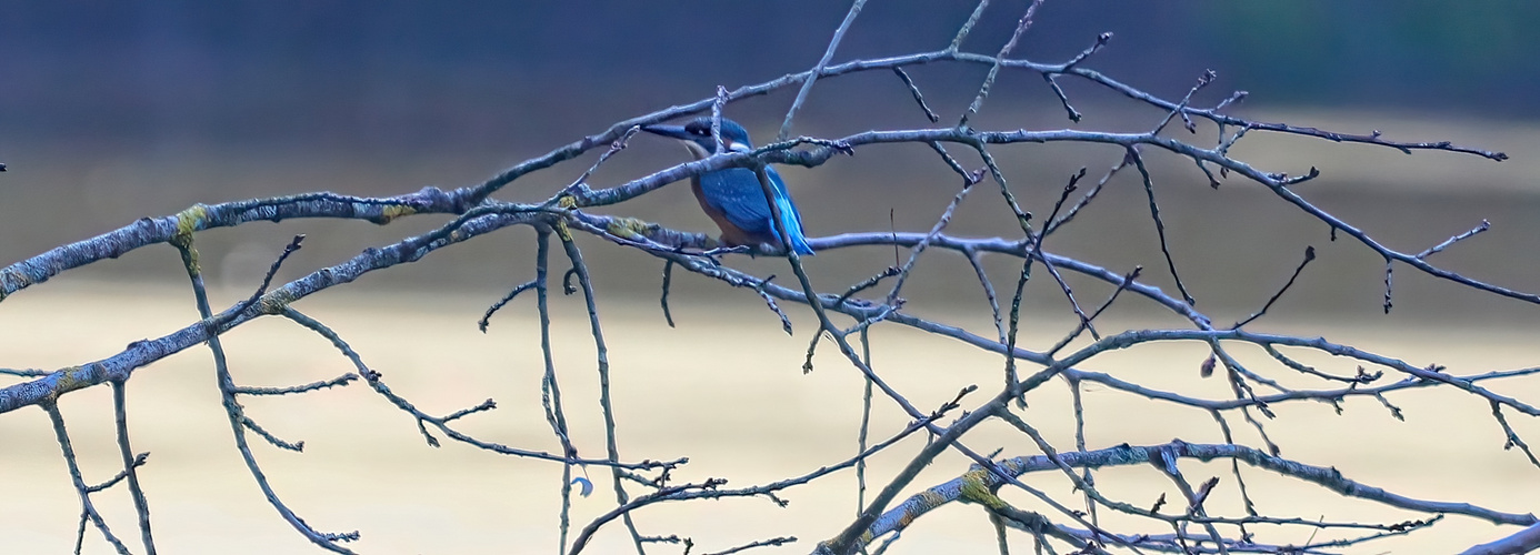 Eisvogel