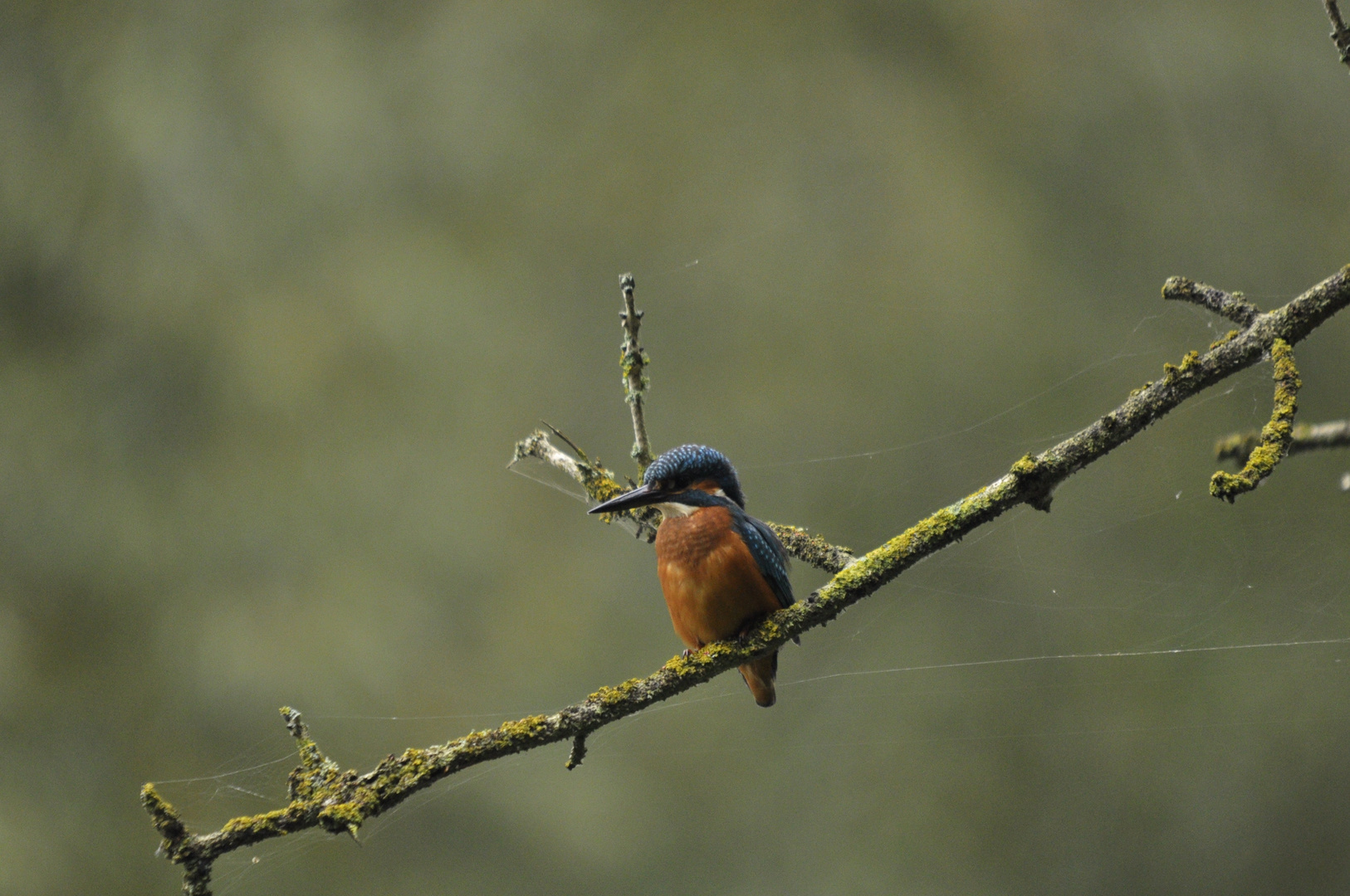 Eisvogel