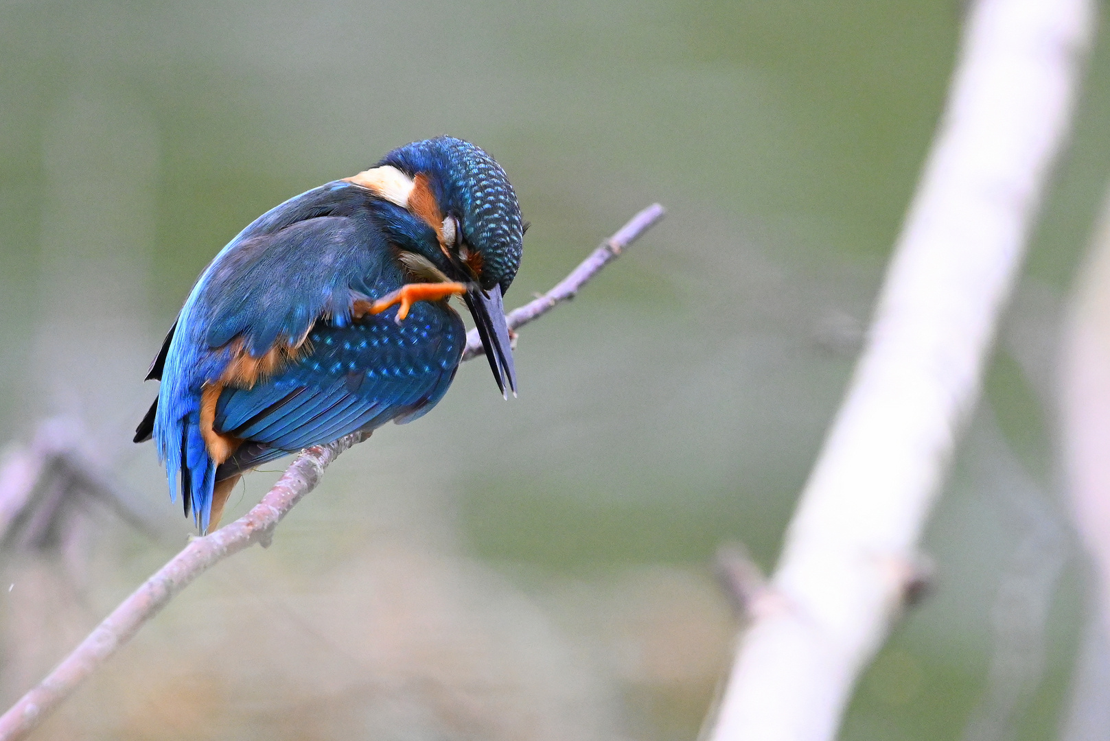 Eisvogel