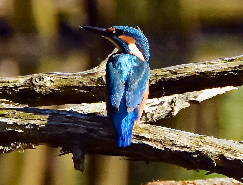 Eisvogel