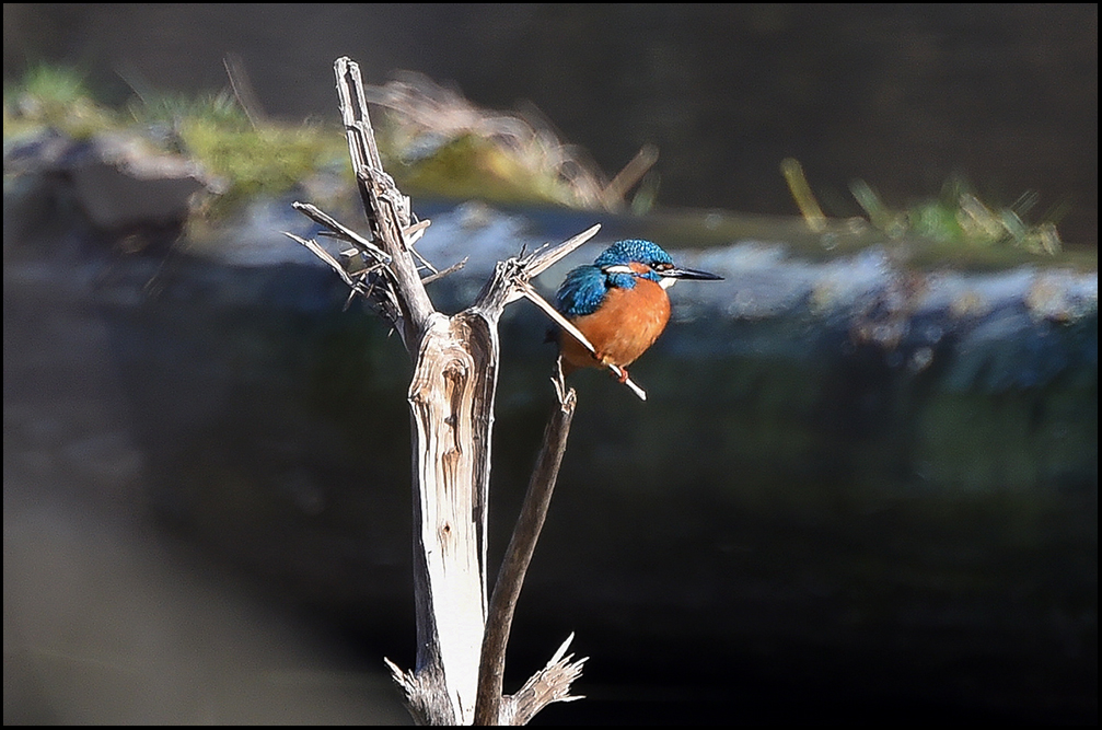 Eisvogel