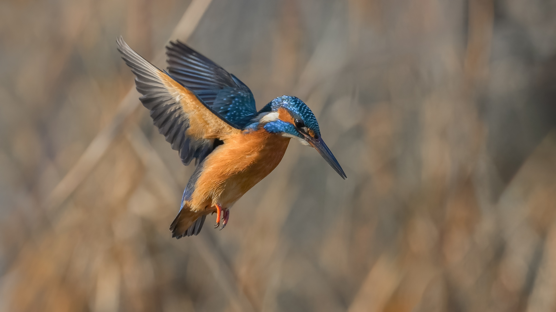 Eisvogel