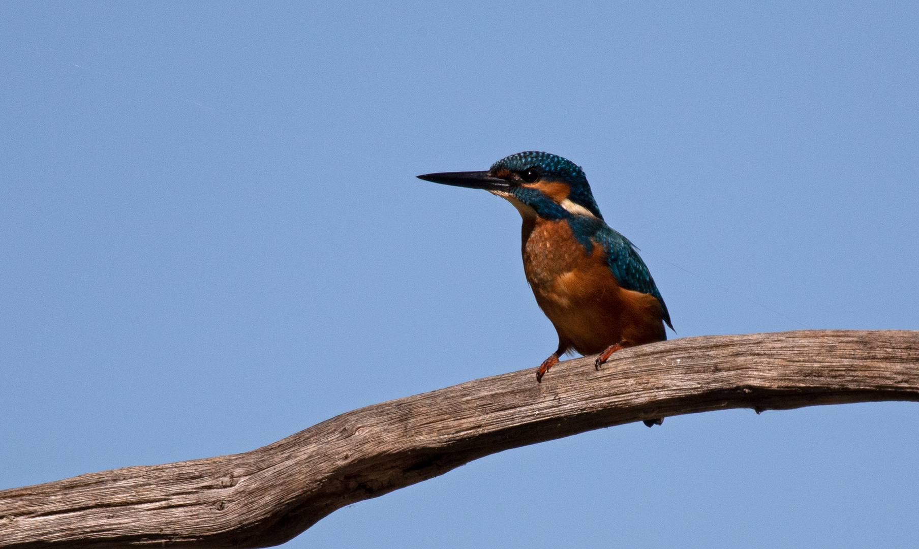 Eisvogel