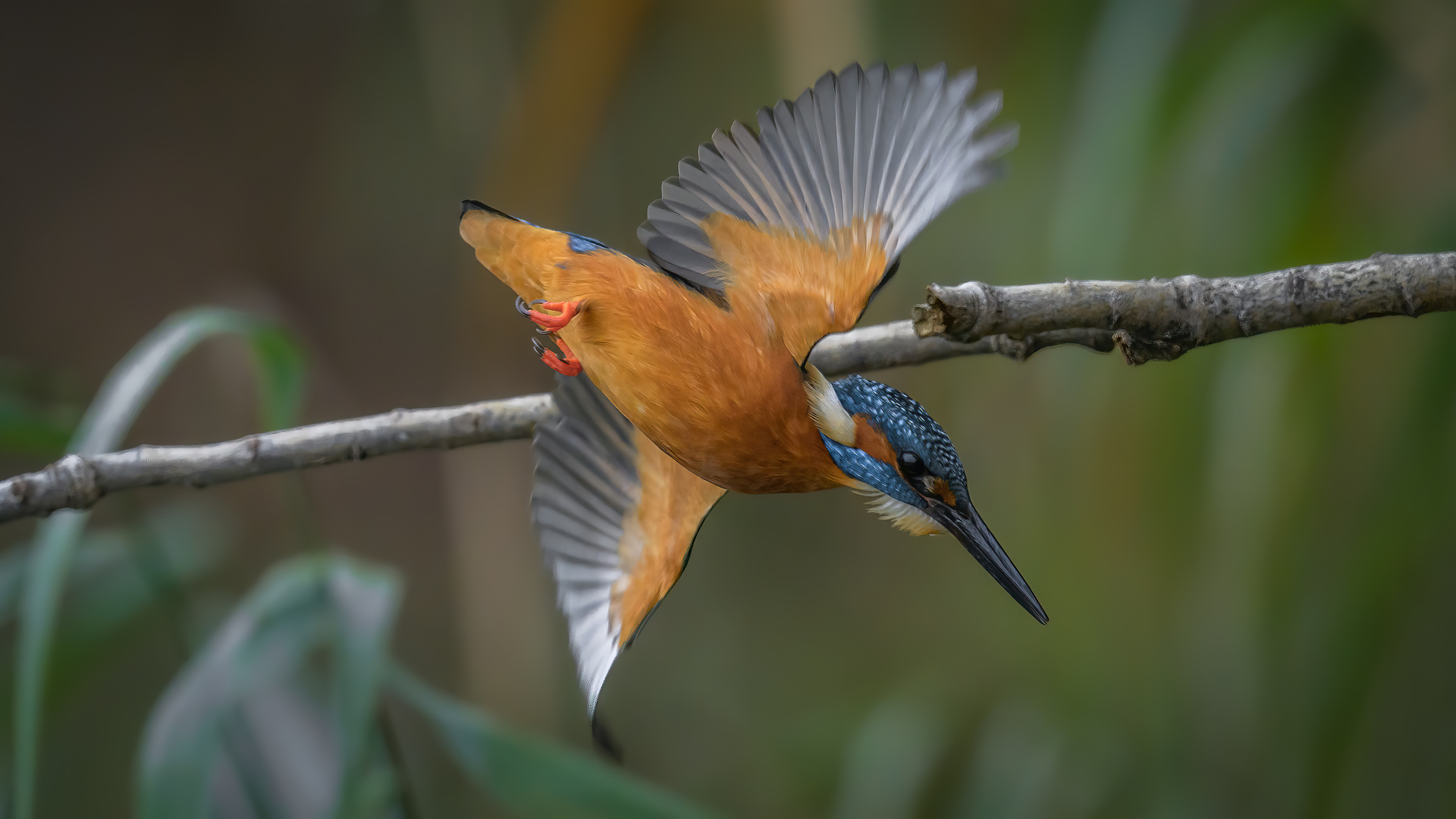 Eisvogel