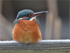 Eisvogel