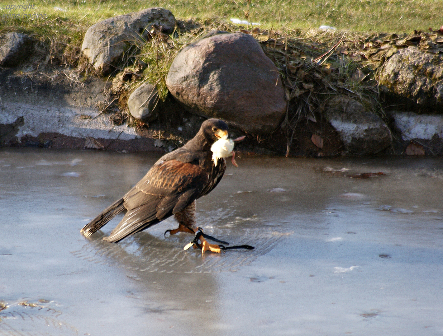 Eisvogel...?