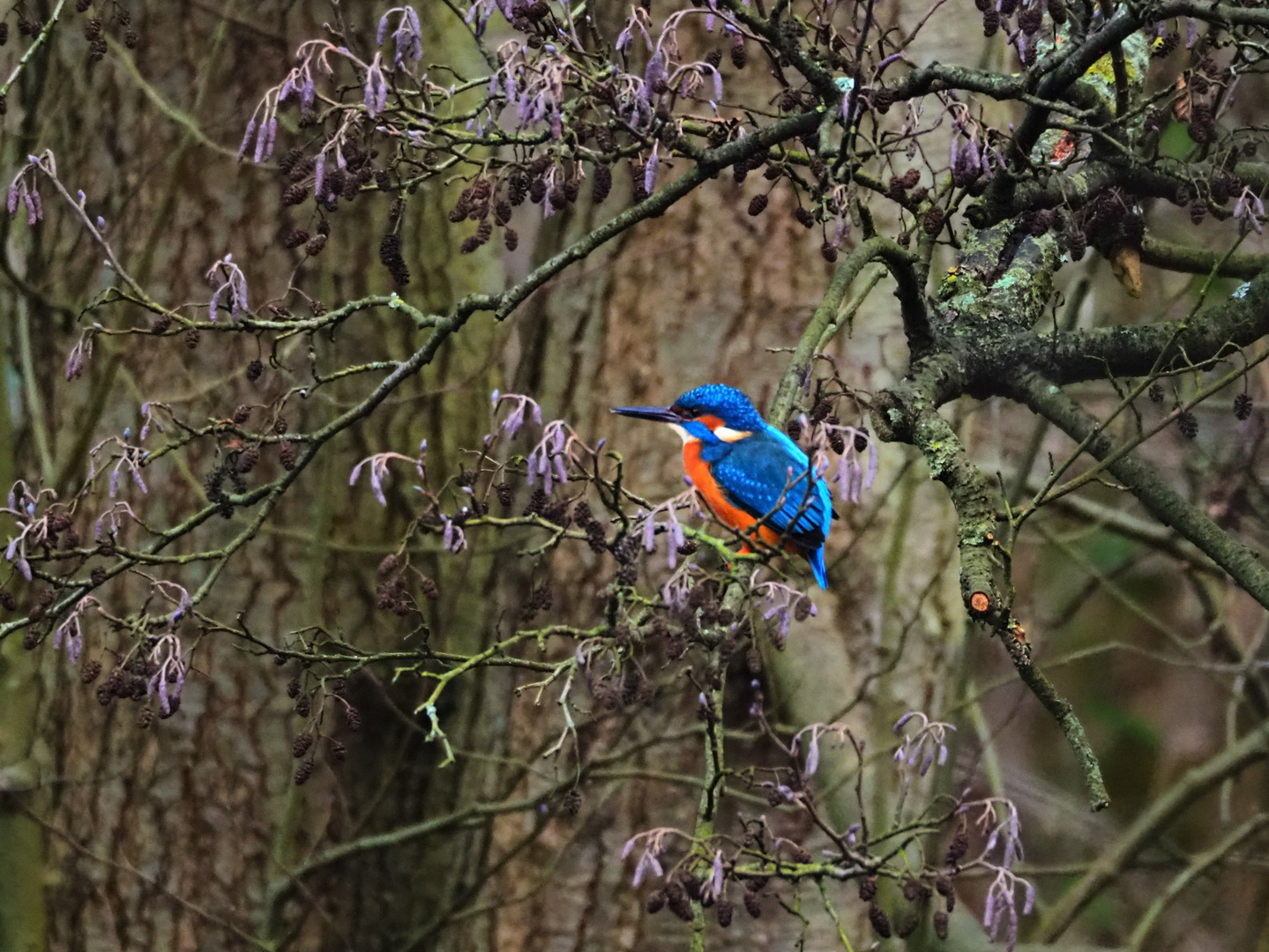 Eisvogel