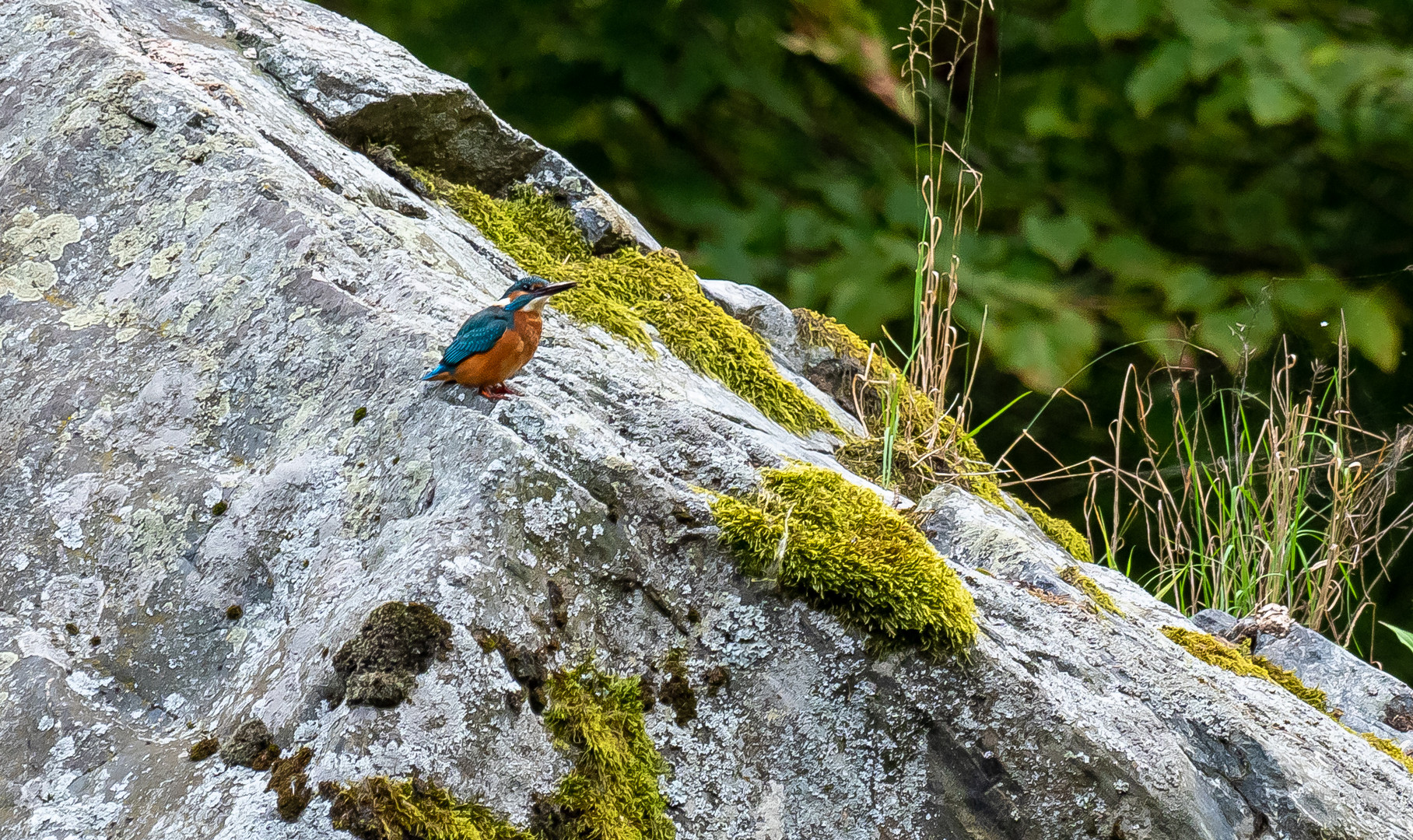 Eisvogel