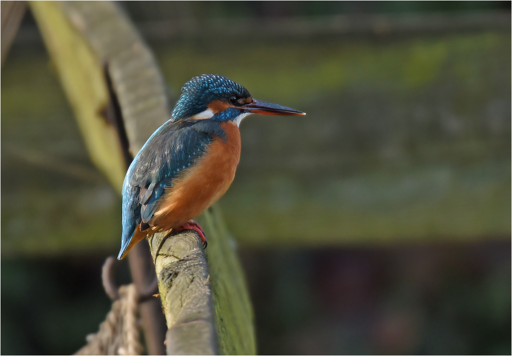 Eisvogel