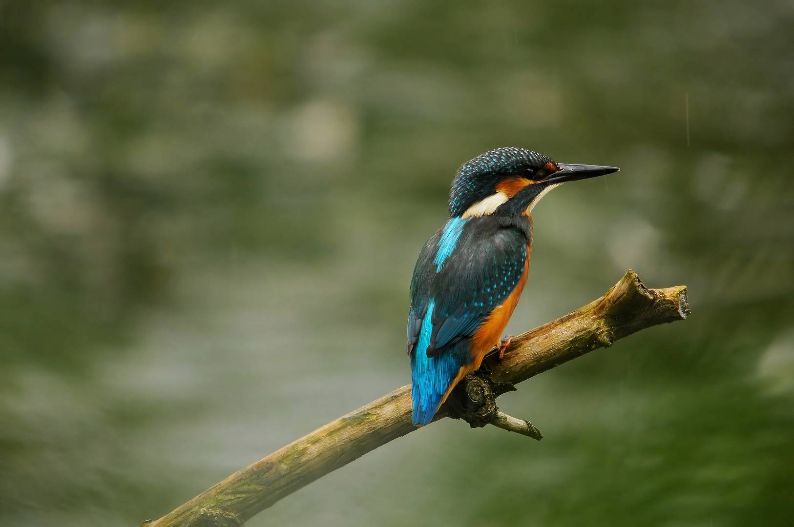 Eisvogel.,