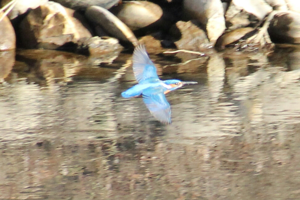 Eisvogel