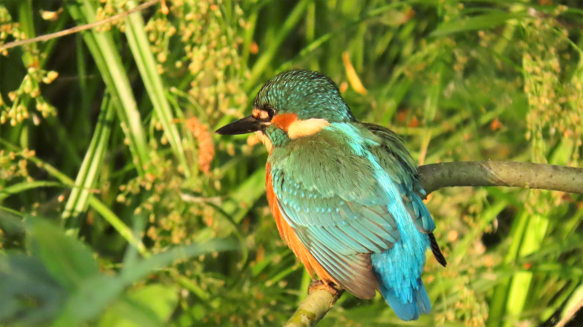 Eisvogel