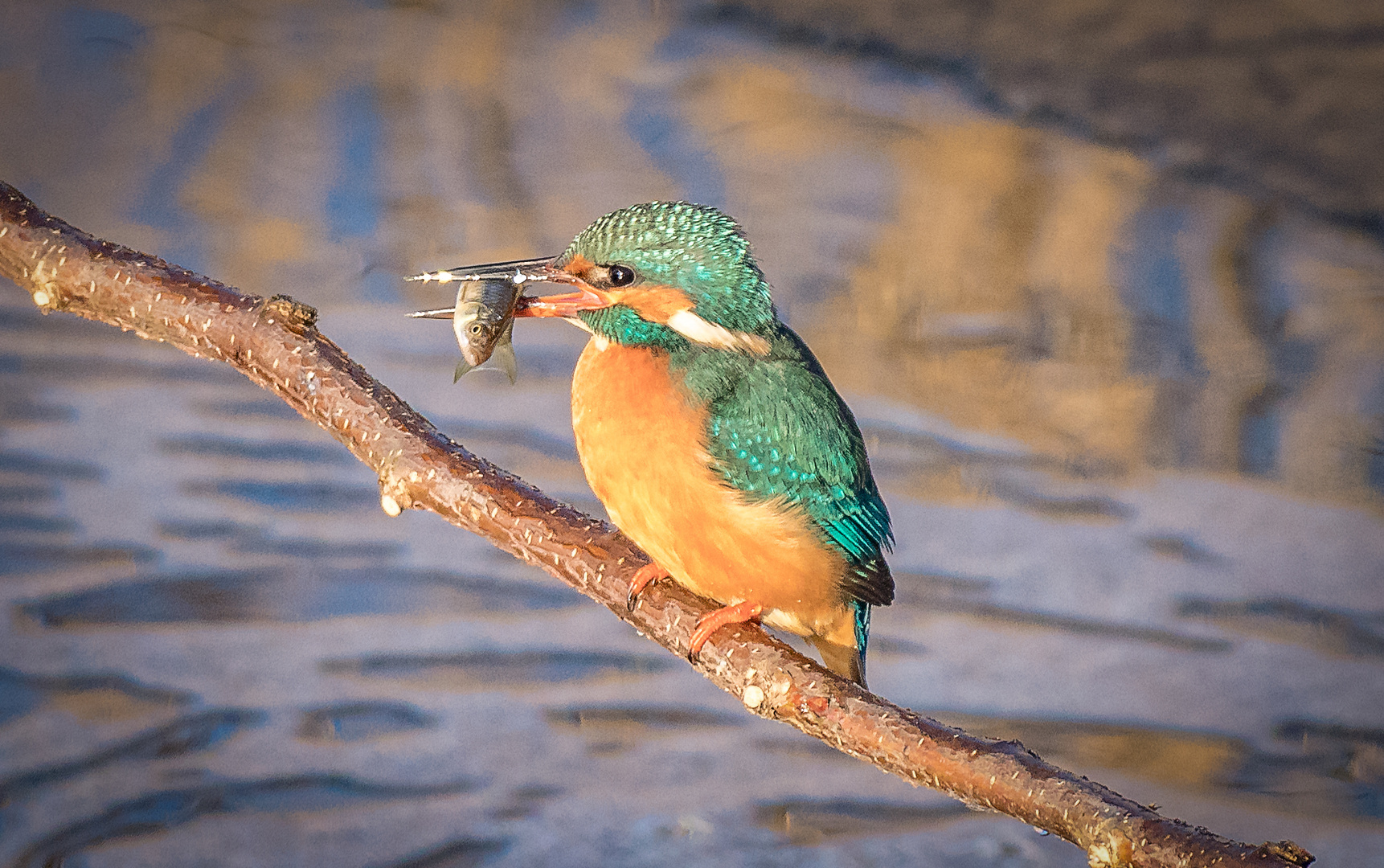 Eisvogel