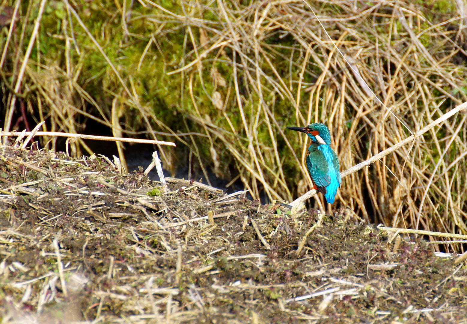 Eisvogel