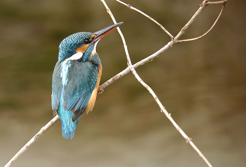 eisvogel