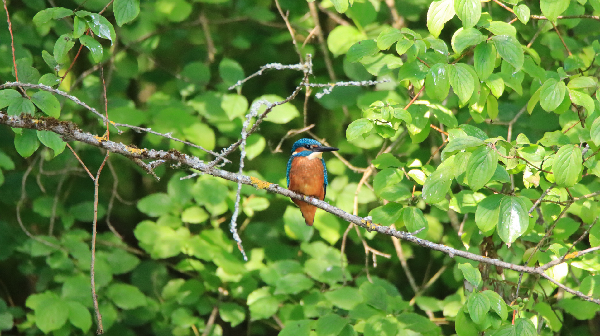 Eisvogel