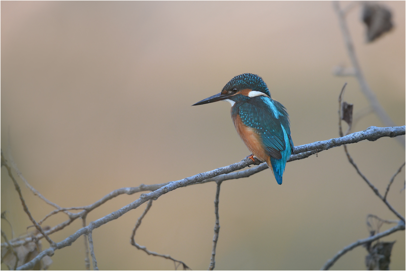 Eisvogel