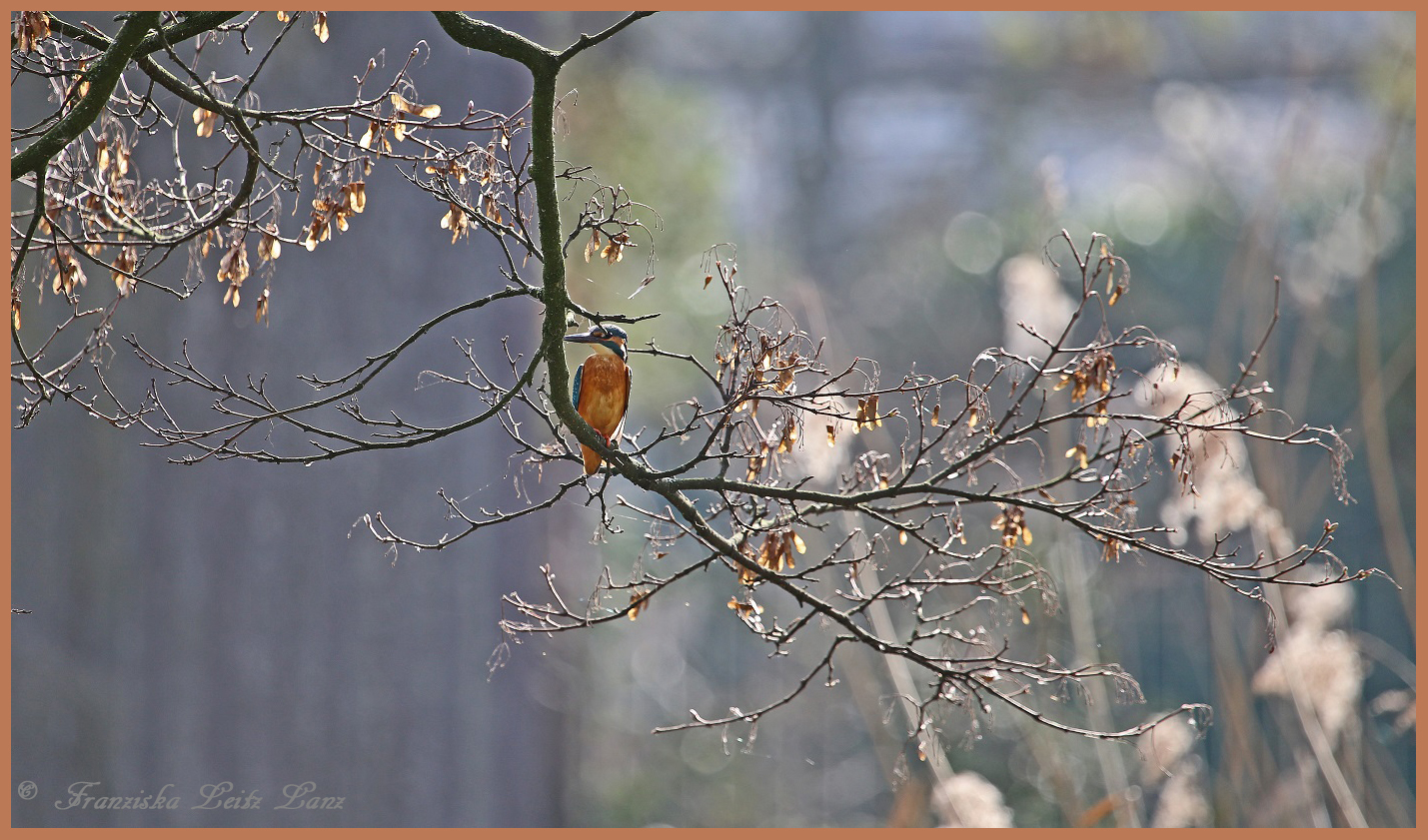 Eisvogel