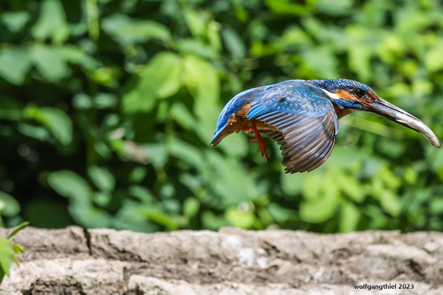 Eisvogel