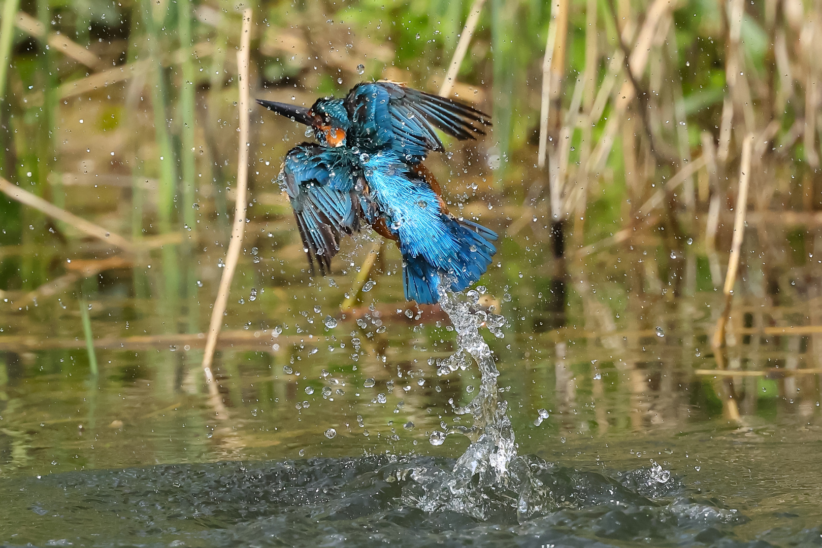 Eisvogel