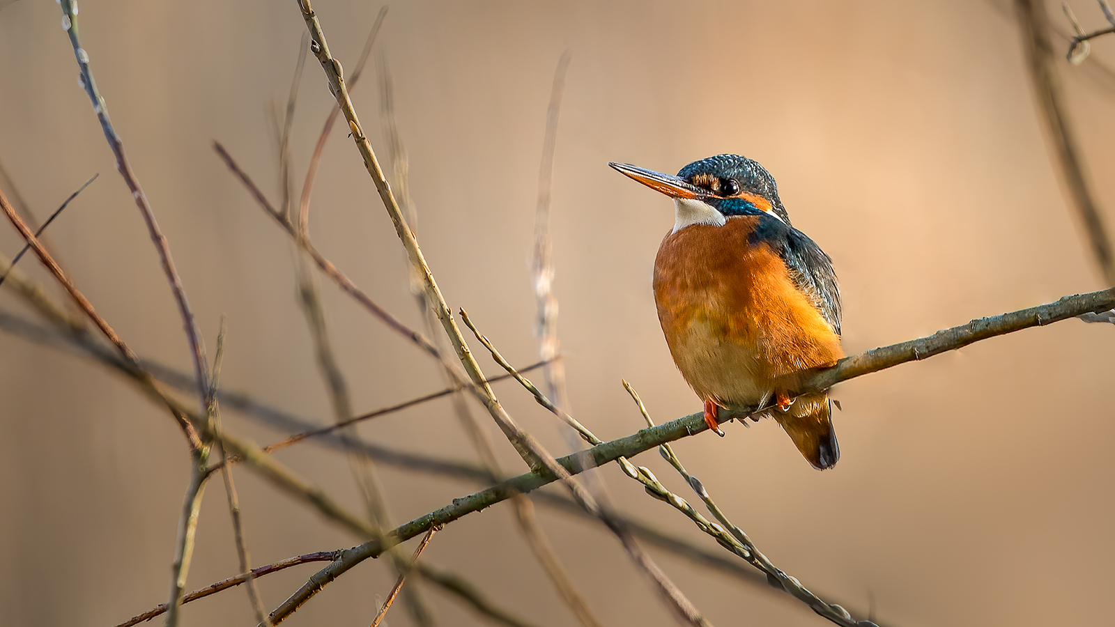 Eisvogel