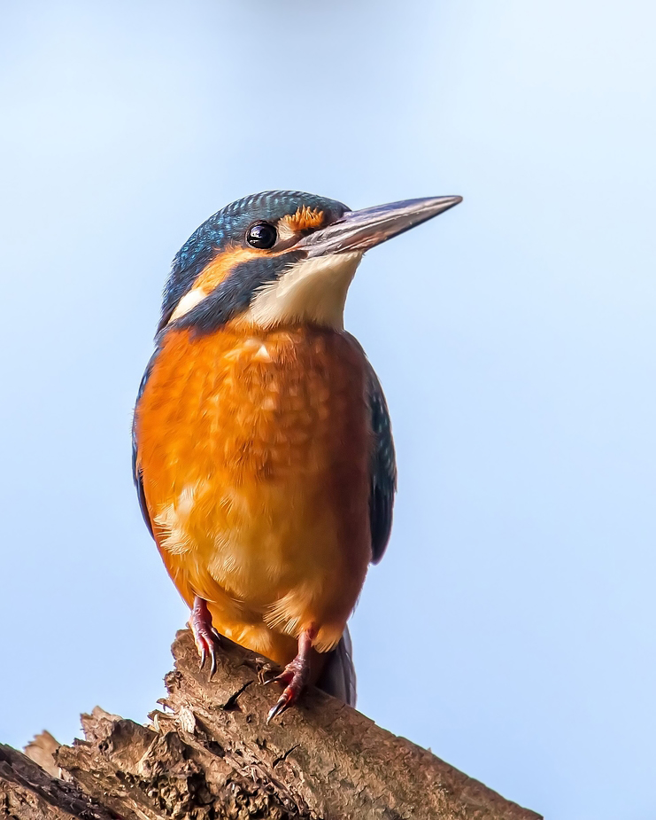 Eisvogel