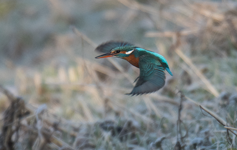 Eisvogel