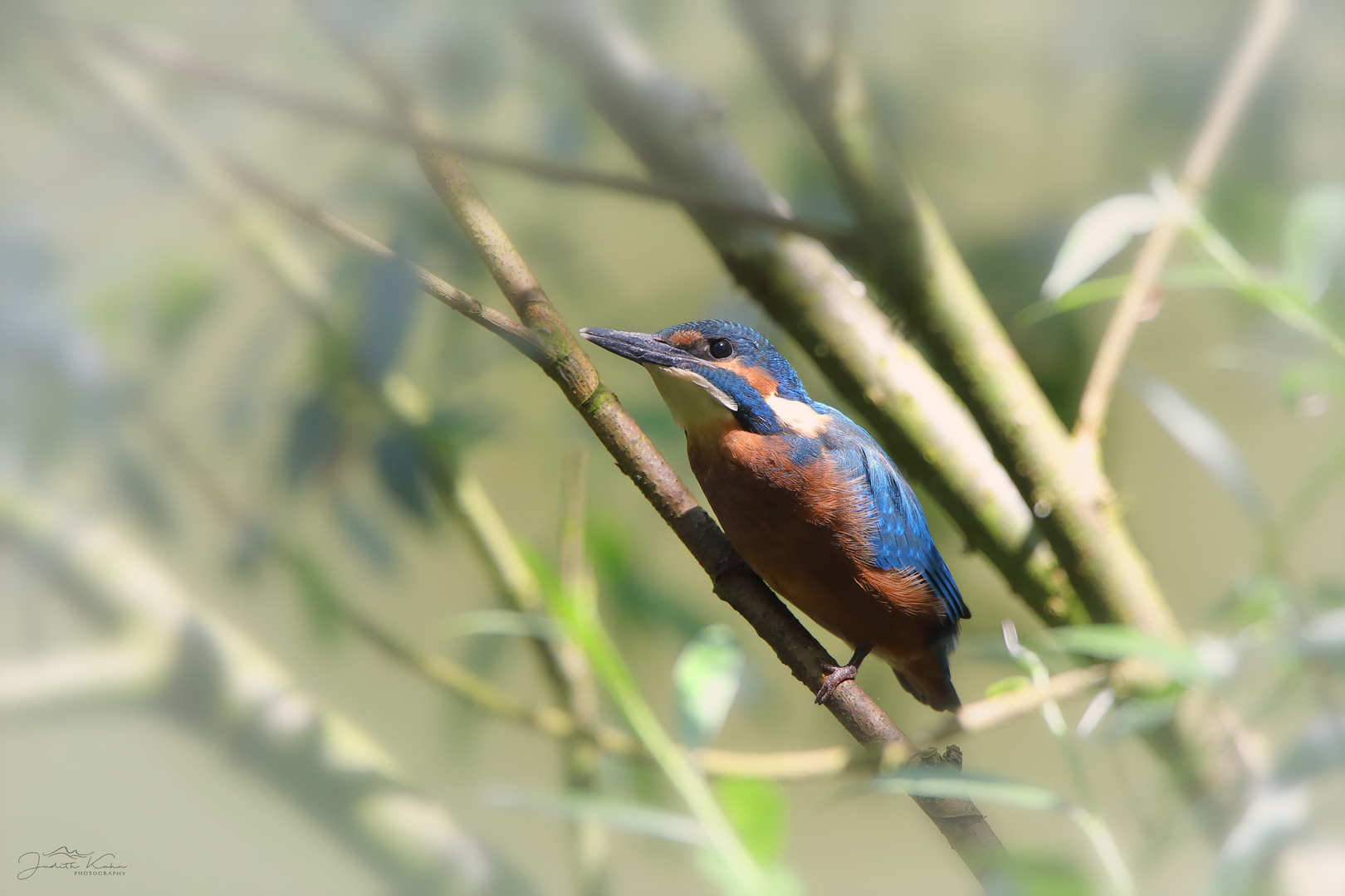 Eisvogel