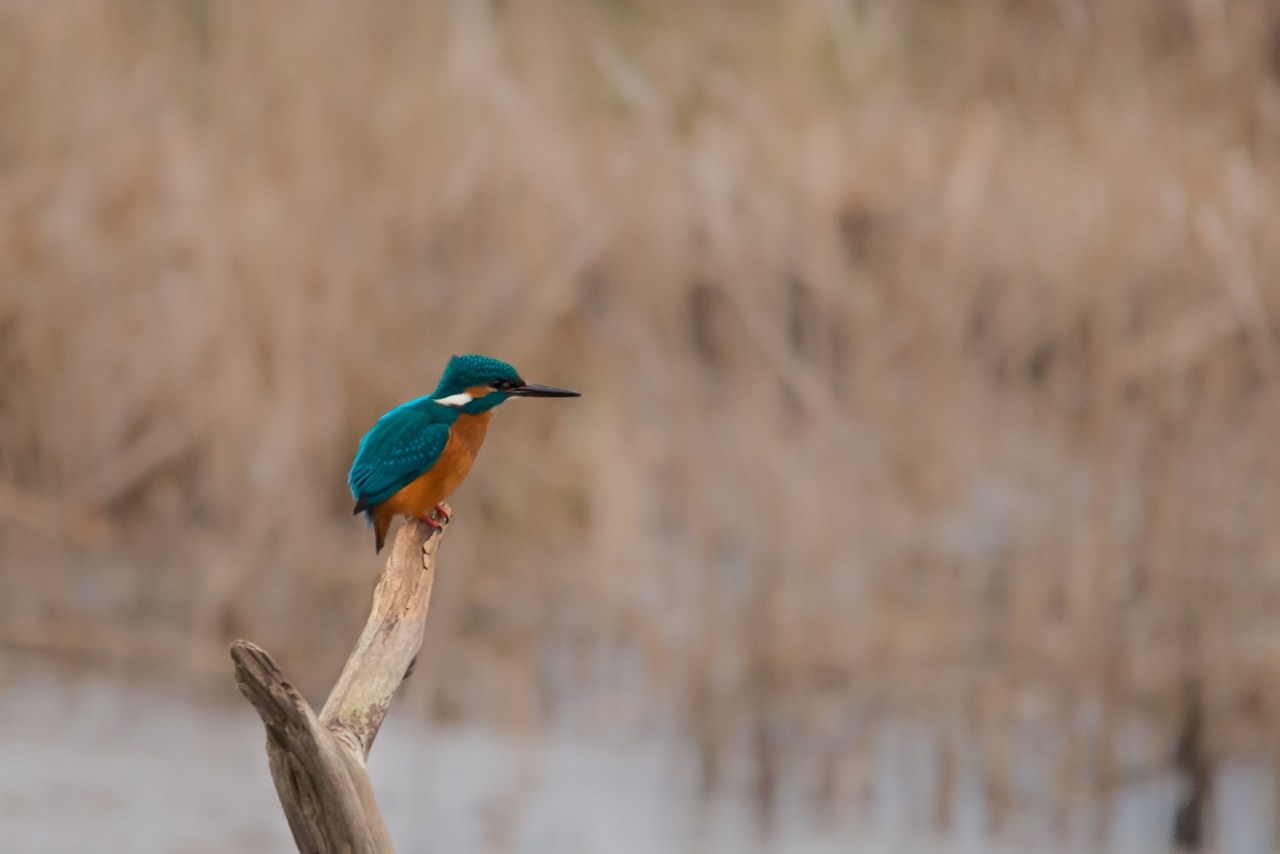 Eisvogel