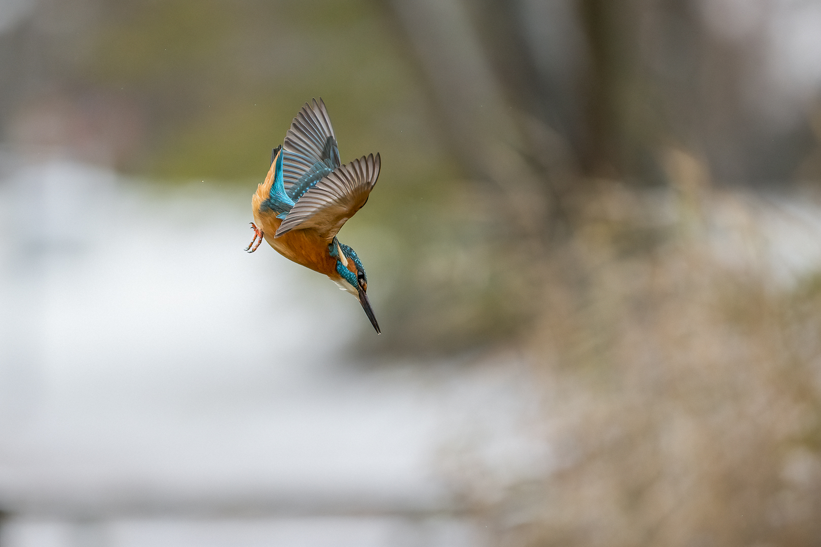 Eisvogel.. 