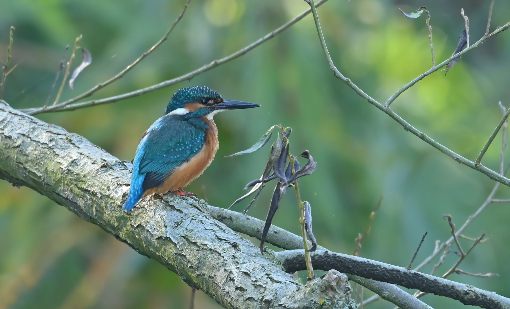 Eisvogel