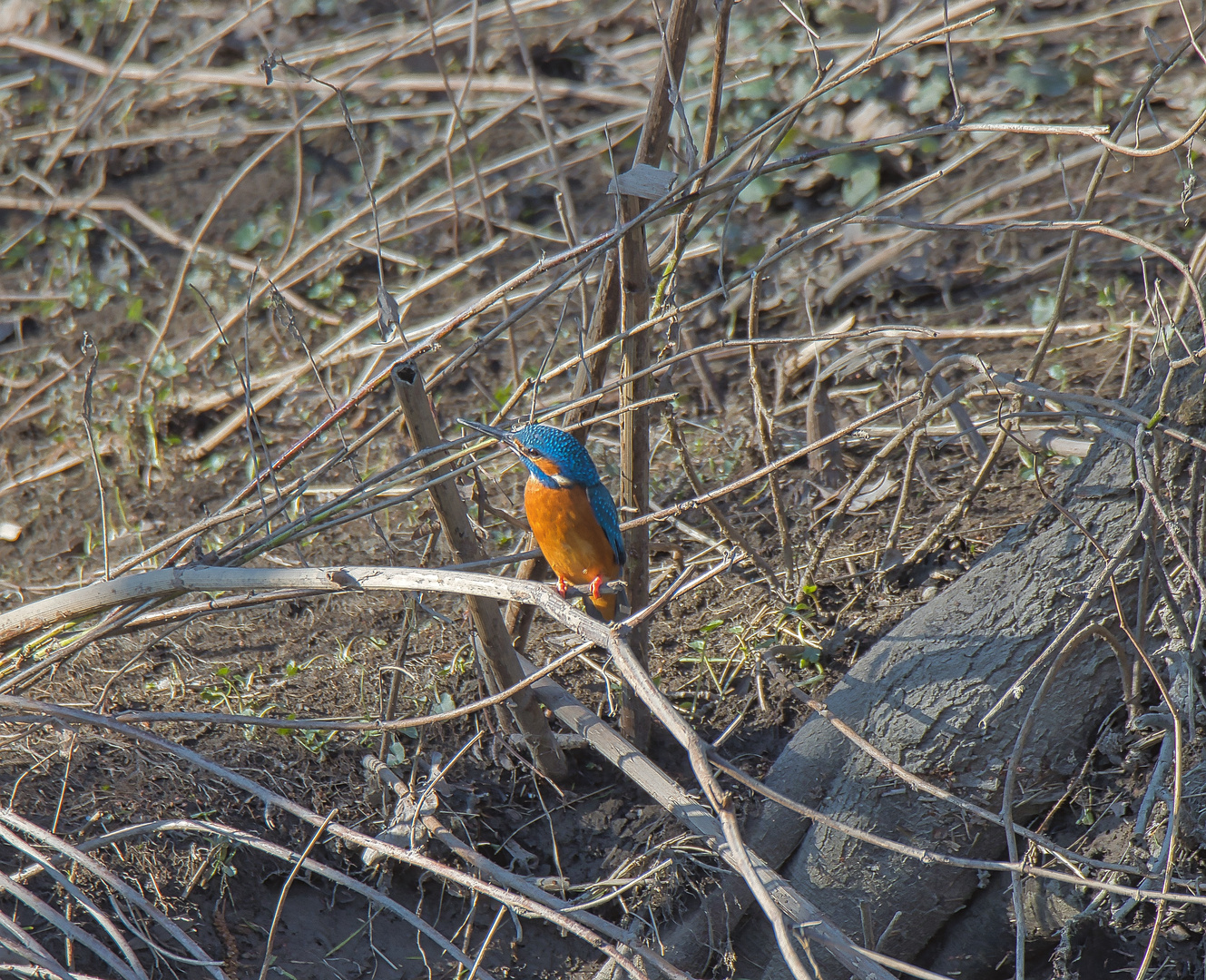 Eisvogel