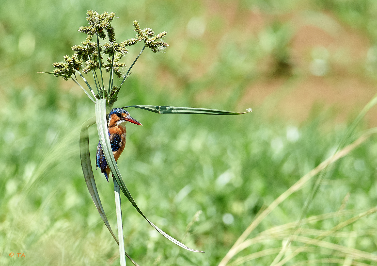 Eisvogel