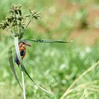 Eisvogel