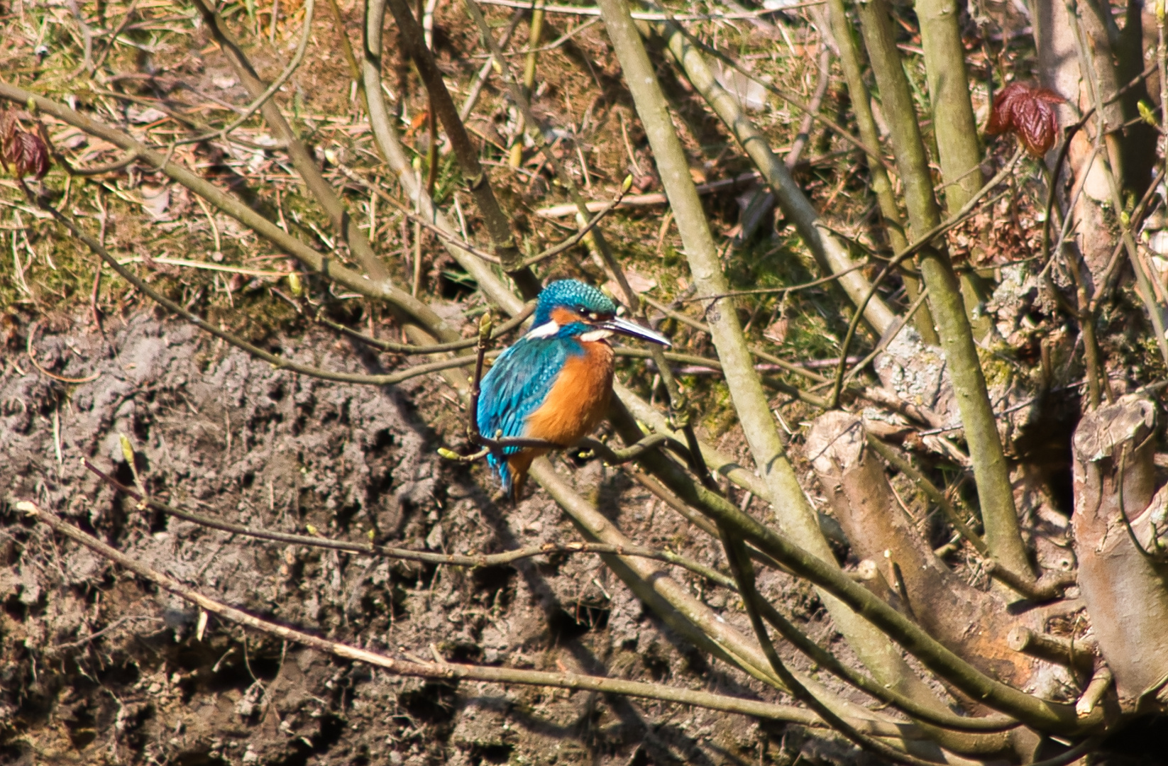 Eisvogel