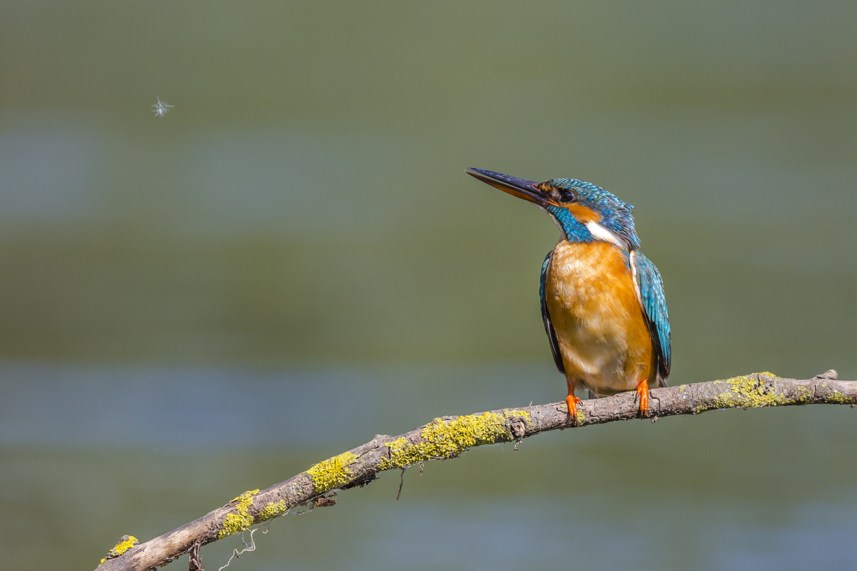 Eisvogel