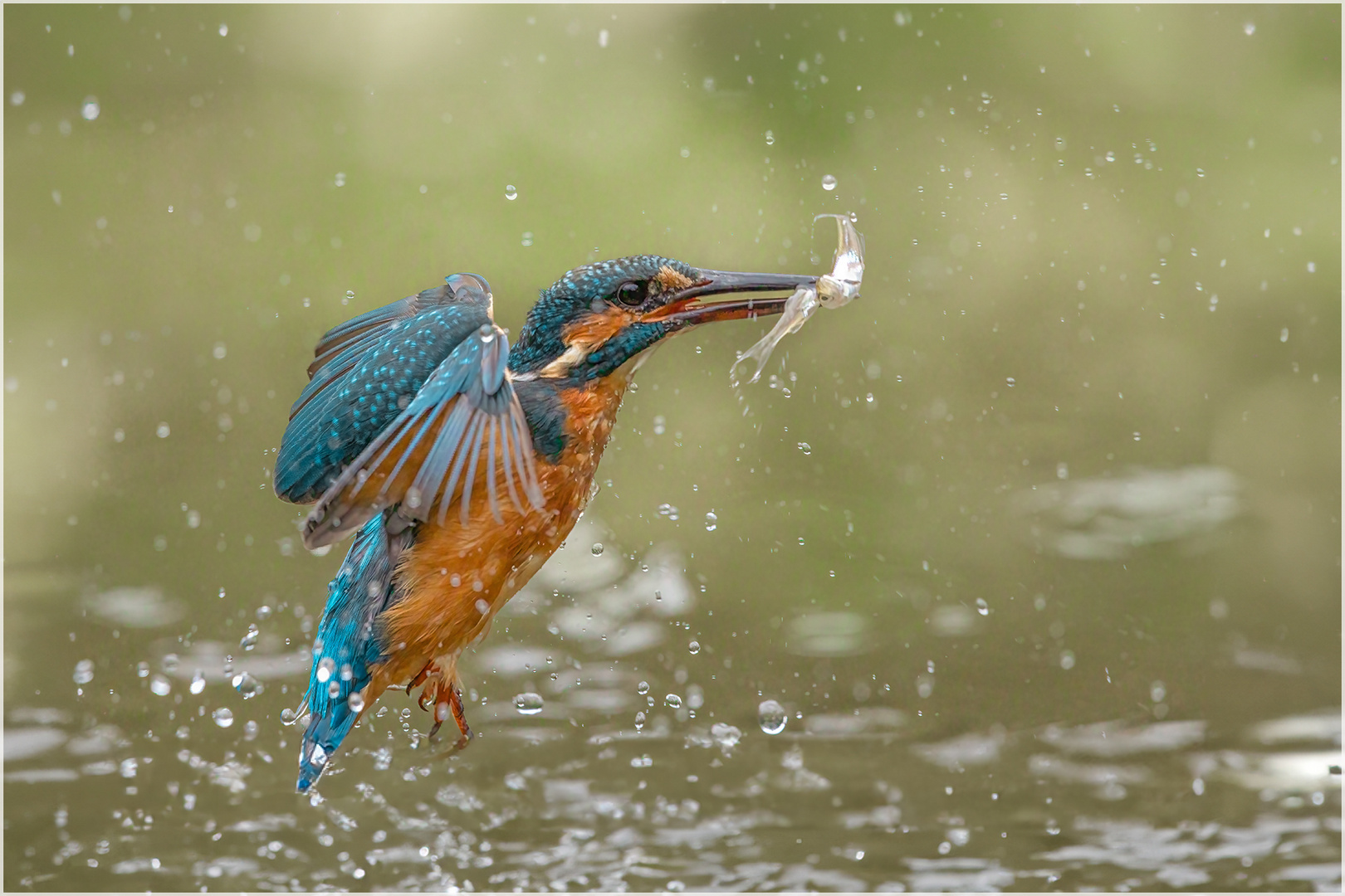 Eisvogel