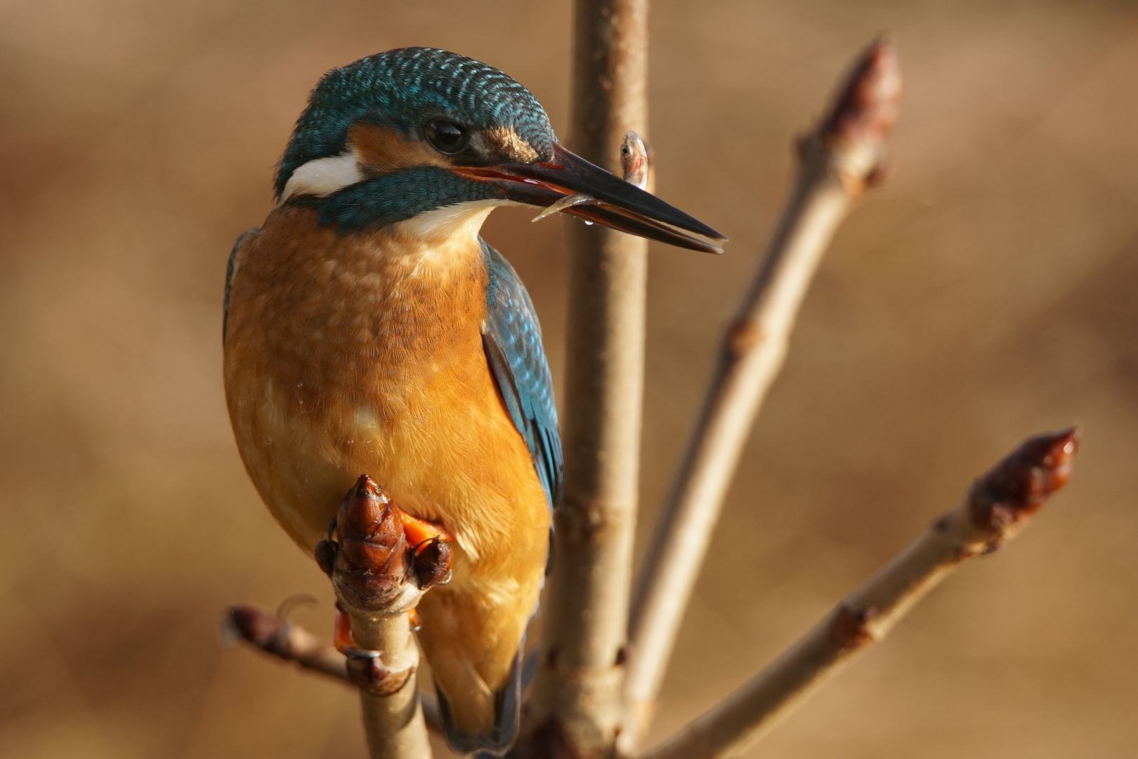 Eisvogel