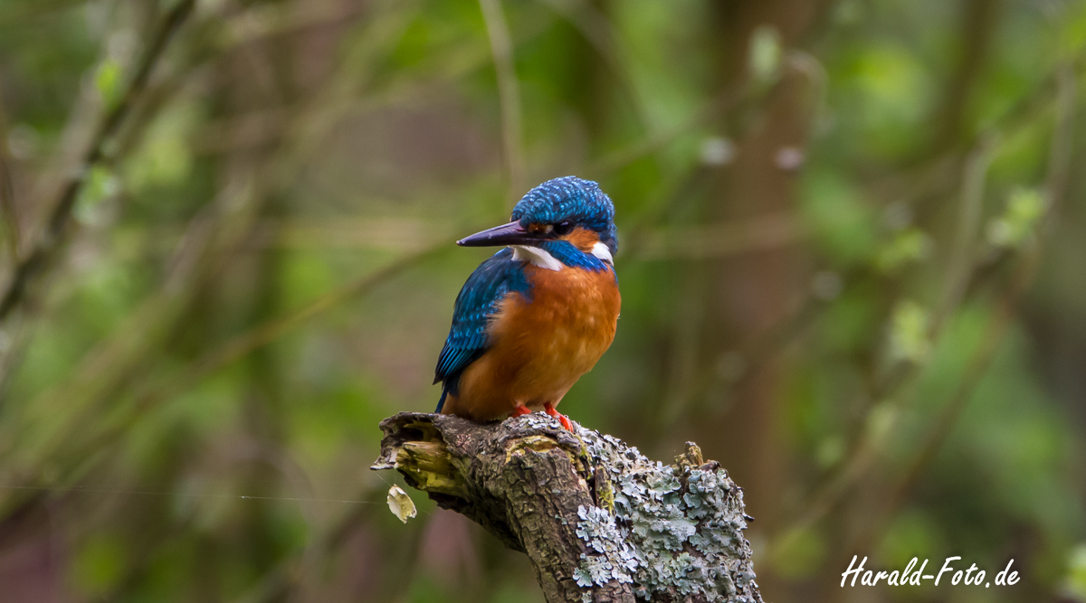 Eisvogel