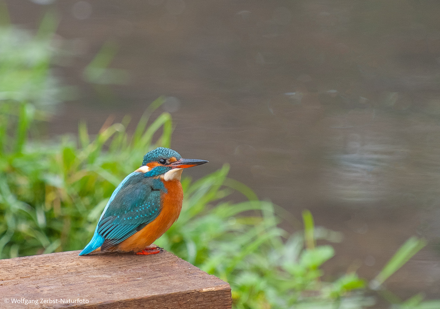 Eisvogel